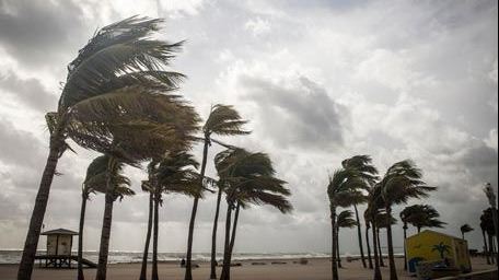 Palm trees being blown by strong wind