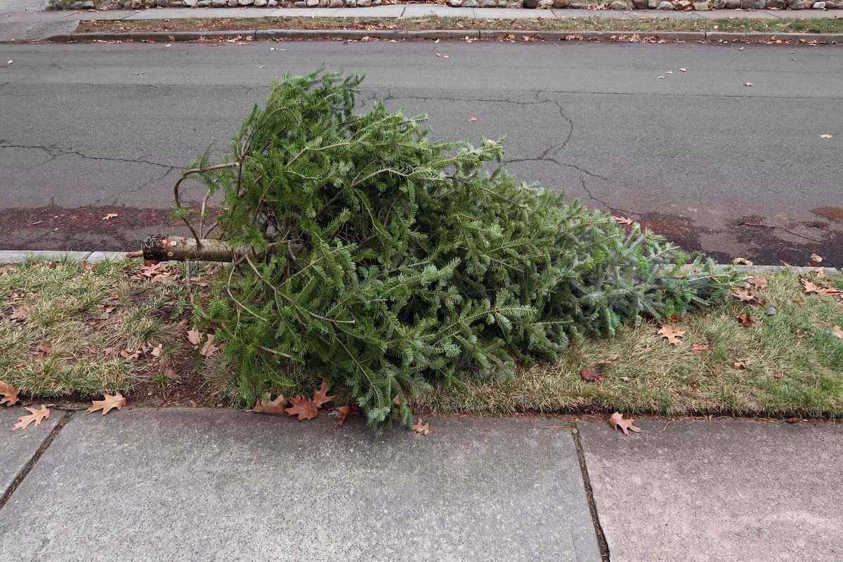 A Christmas tree laying on its side between the road and the sidewalk of a residential property, rea