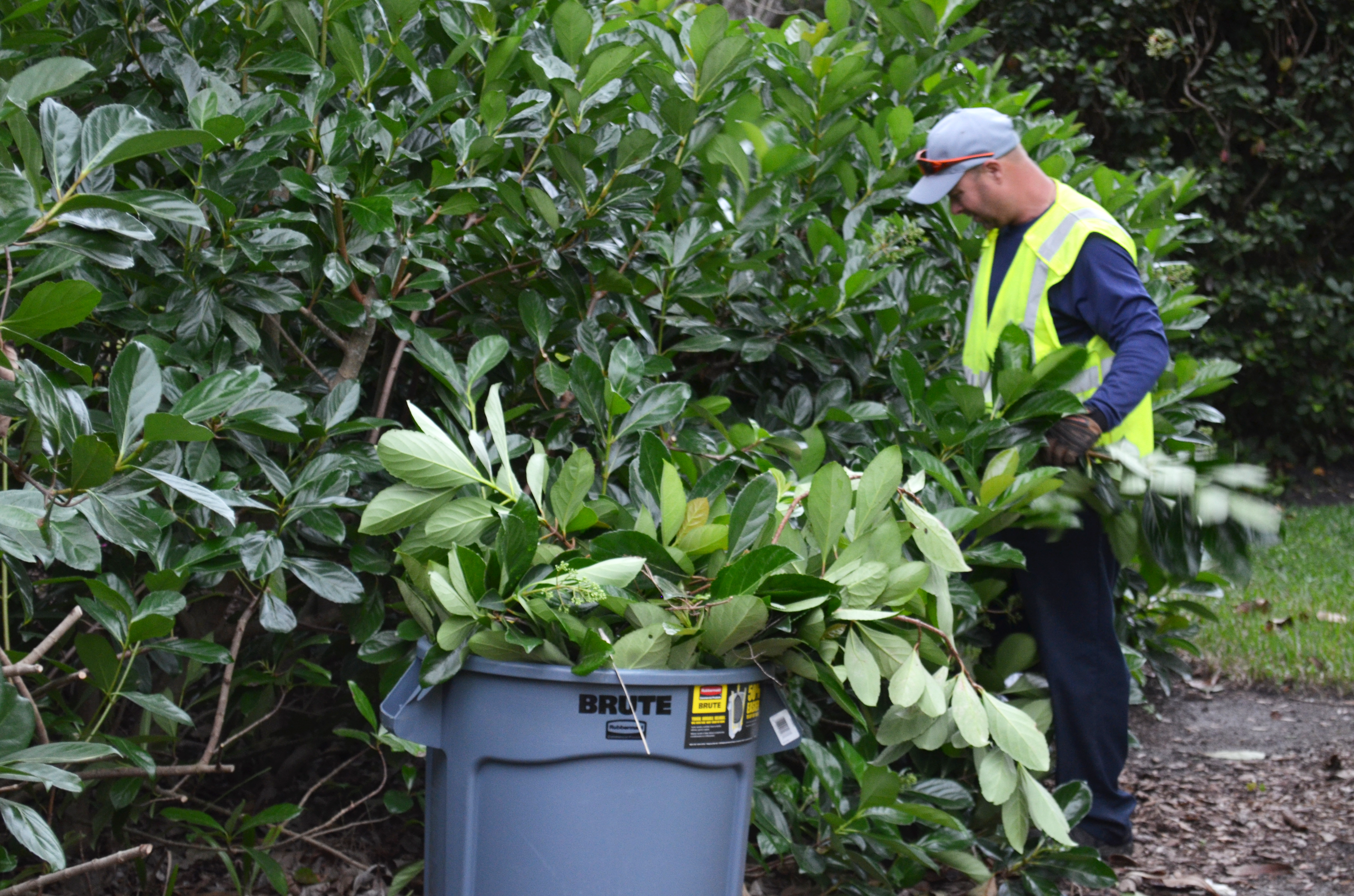 A parks employee conducts hard pruning of vegetation near Winston Park and places the trimmings in a