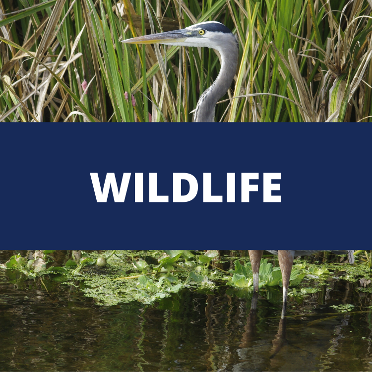 Redirect to Wildlife