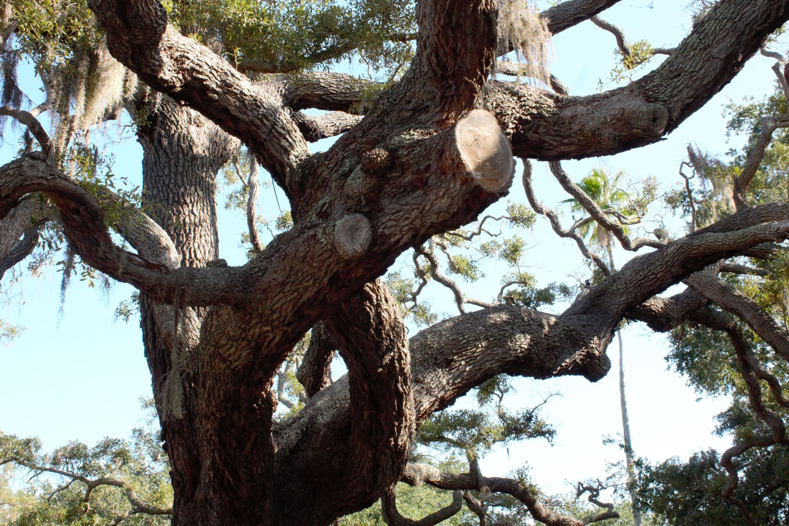 The twisting branches of a grand live oak tree at Hunter Memorial Park in Belleair